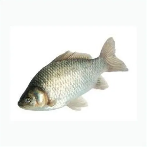 鱼类🐟
