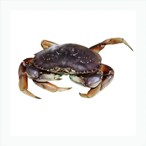 蟹🦀️