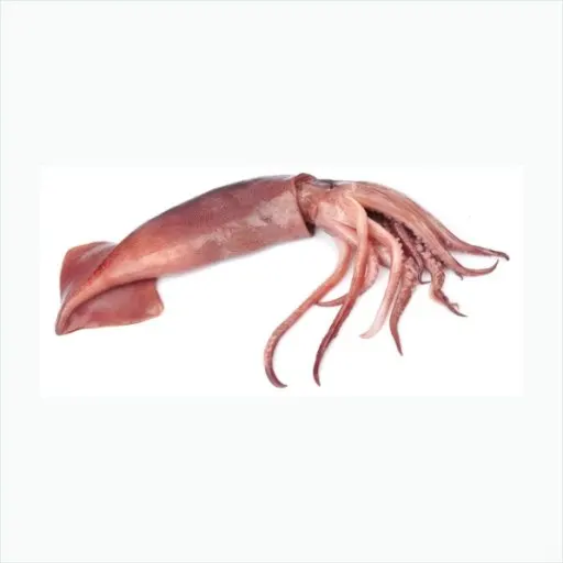 貝殼🦪魷魚章魚🐙
