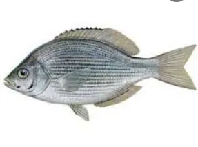 海鲗