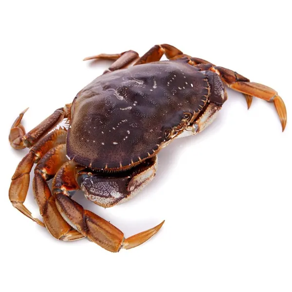 Live Bc Crab (two Claw)