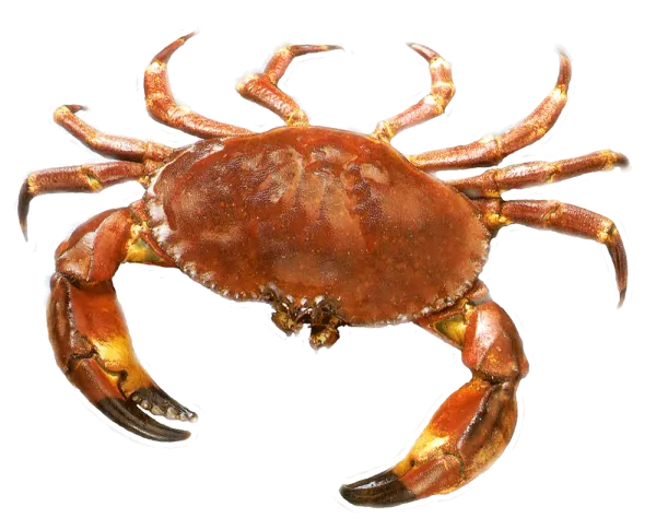 Edible Brown Crab (live)