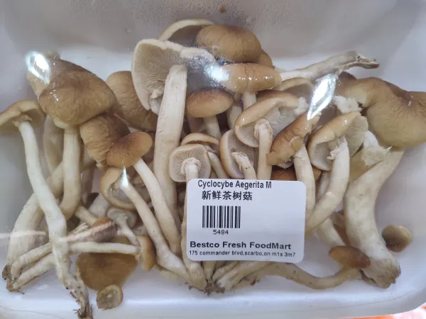 盒装新鲜茶树菇