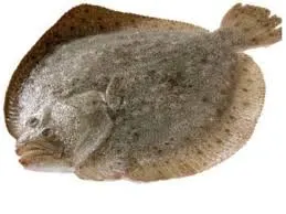 chilled turbot fish
