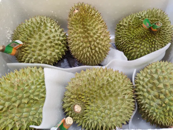 fresh durian