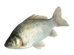 data-family-pack-gray-ridge-white-eggs-mily-pack