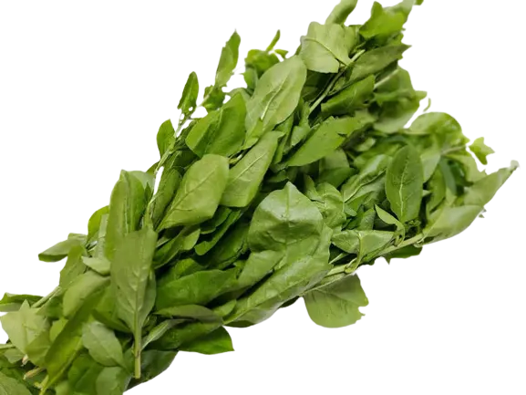 新鲜枸杞叶