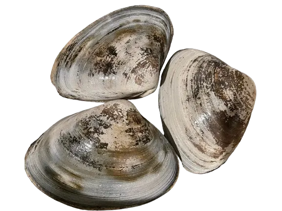 surf-clam