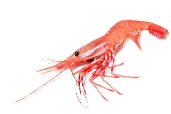 call-to-reserve-limited-stock-spot-prawns