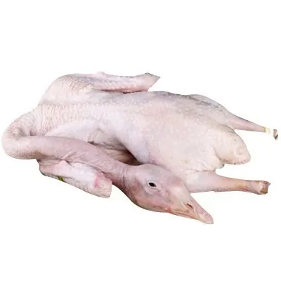 fresh-larva-spring-young-goose-with-head-on-sale