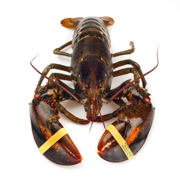 canadian-lobster