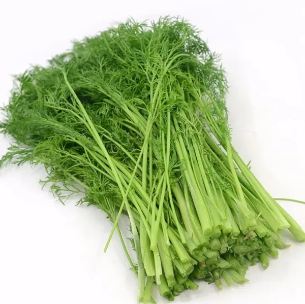 data-fresh-fennel
