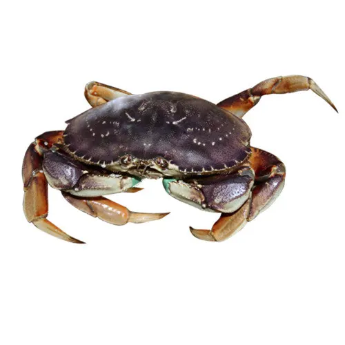 data-vigorous-vancouver-crabjumbo-crab-single-claw