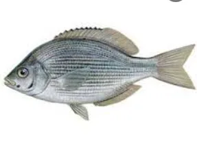 海鲗