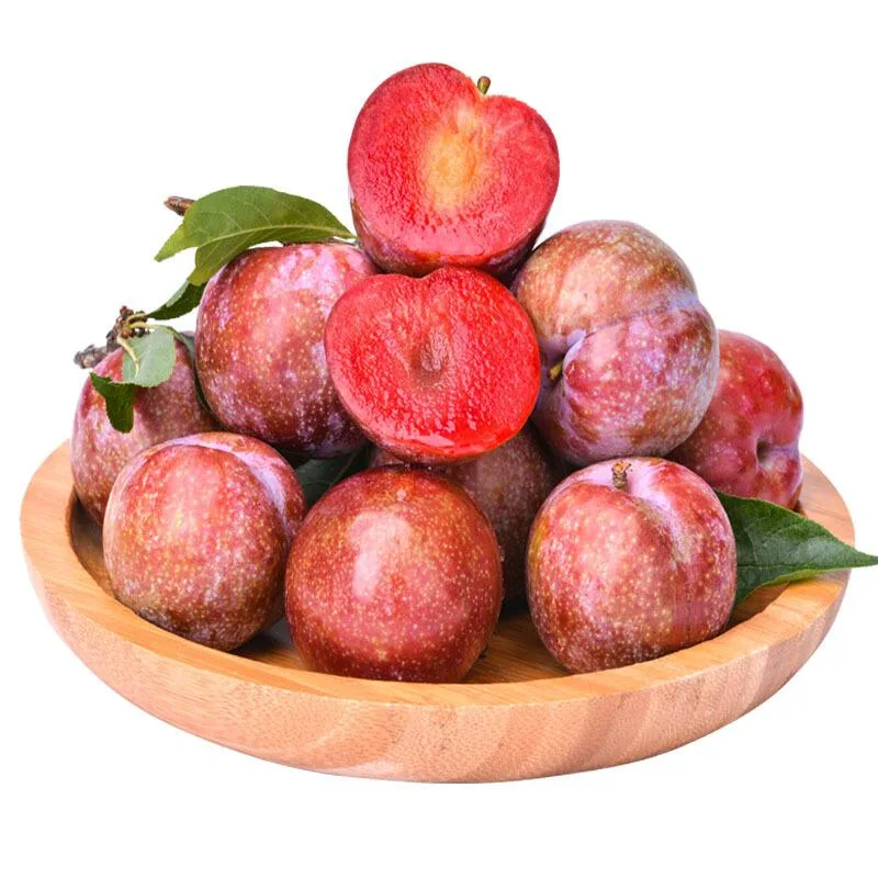gator-plum