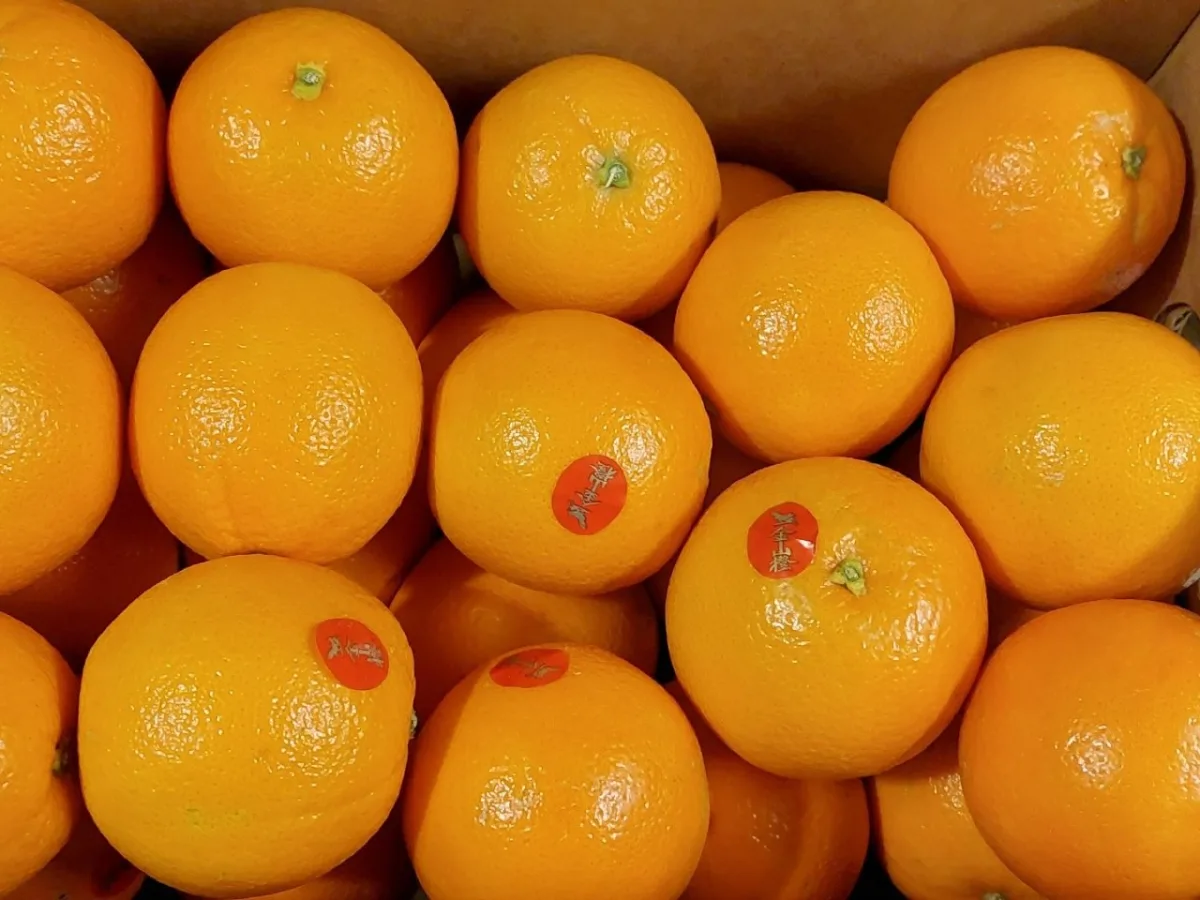 Jay orange