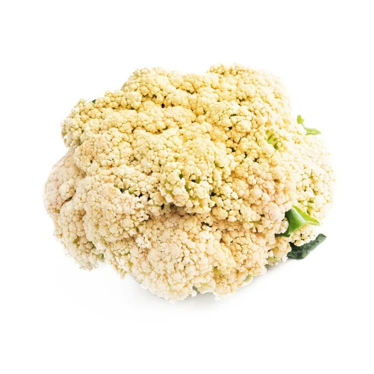 新鮮 中國富貴花