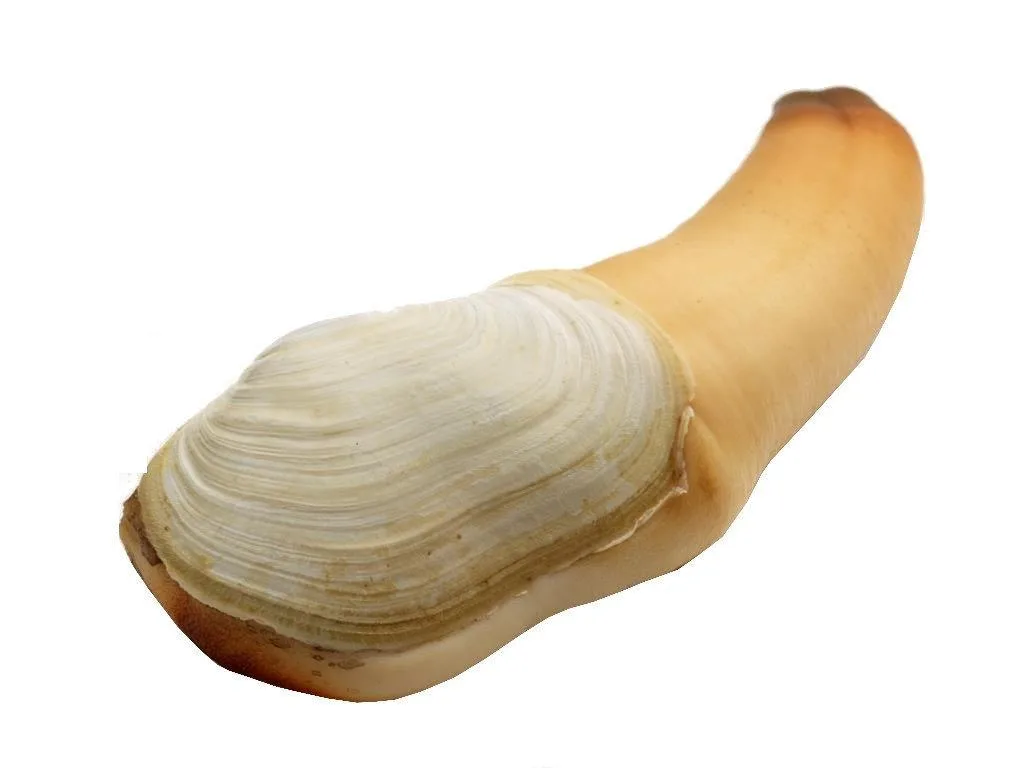 游水象拔蚌