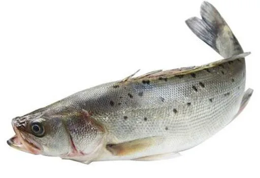 Sea Striped Bass