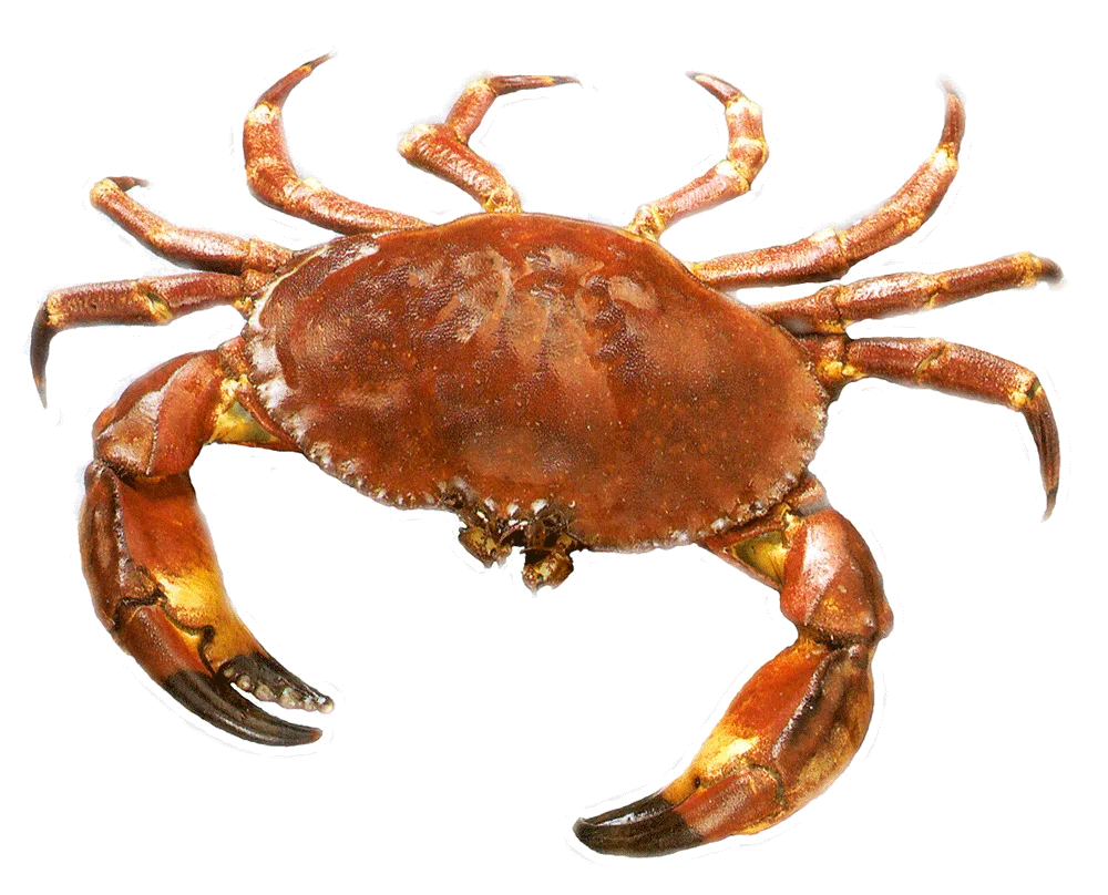 Edible Brown Crab (live)