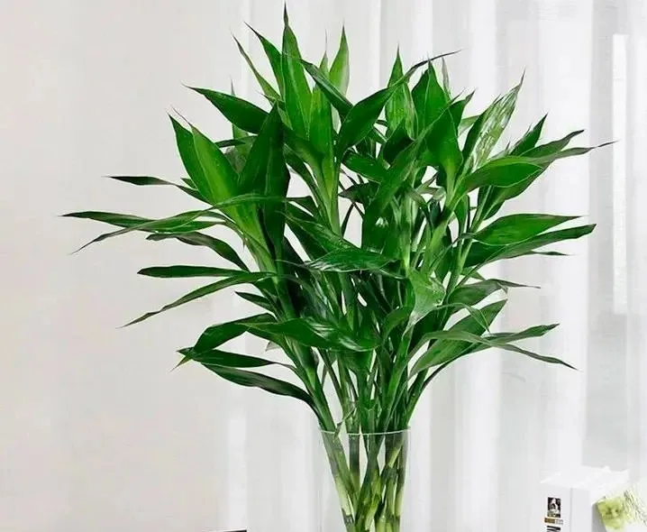 （年货）富贵竹（单株）