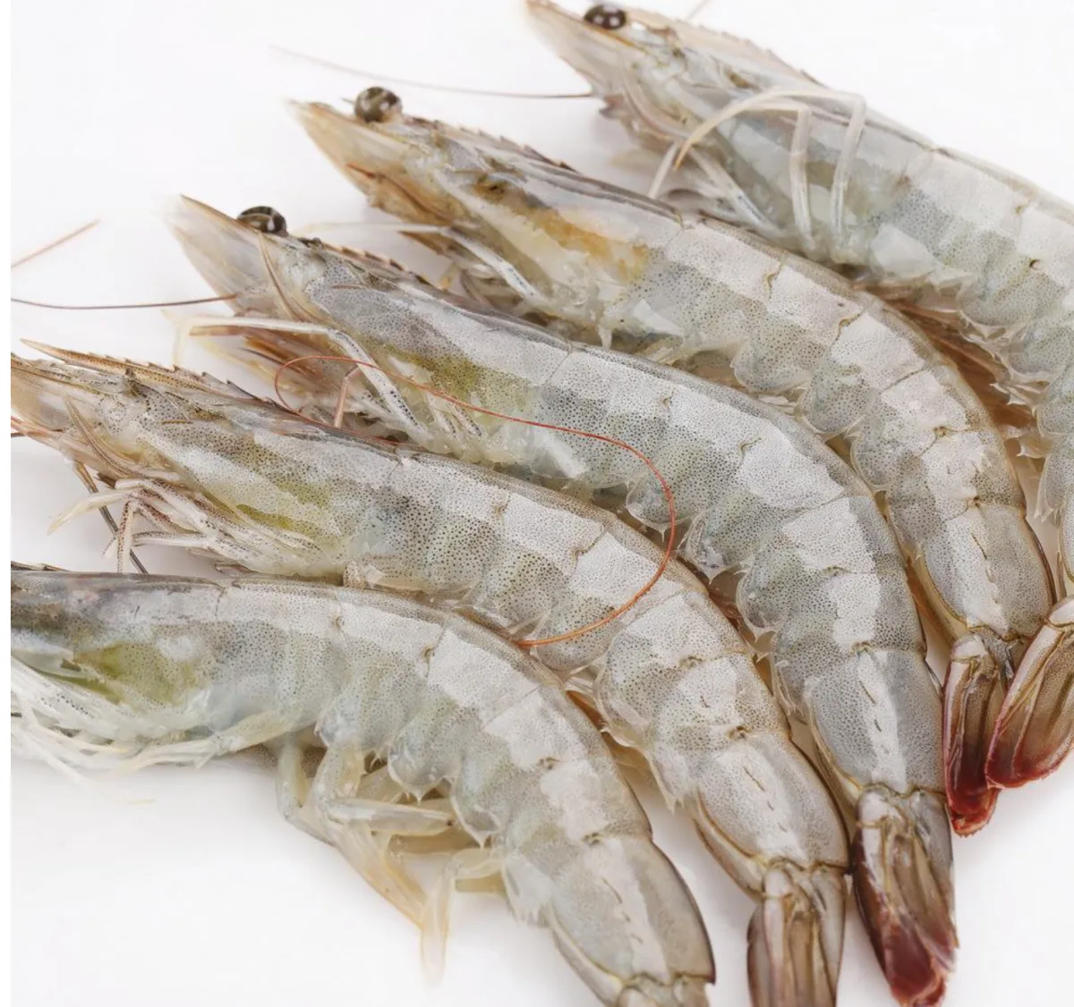 White Shrimp with Head 9/14