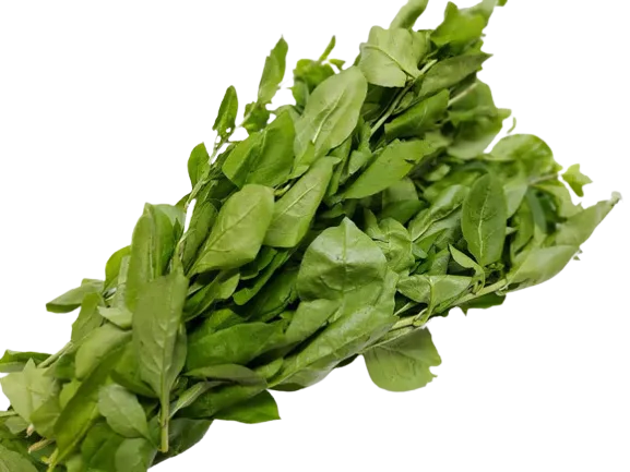 新鲜枸杞叶