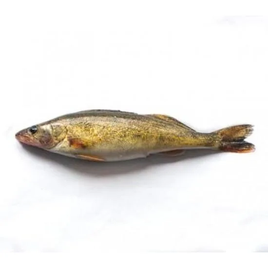冰鮮碧古魚