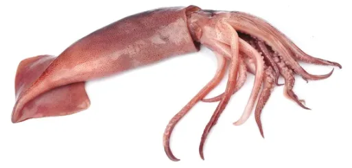 解凍魷魚