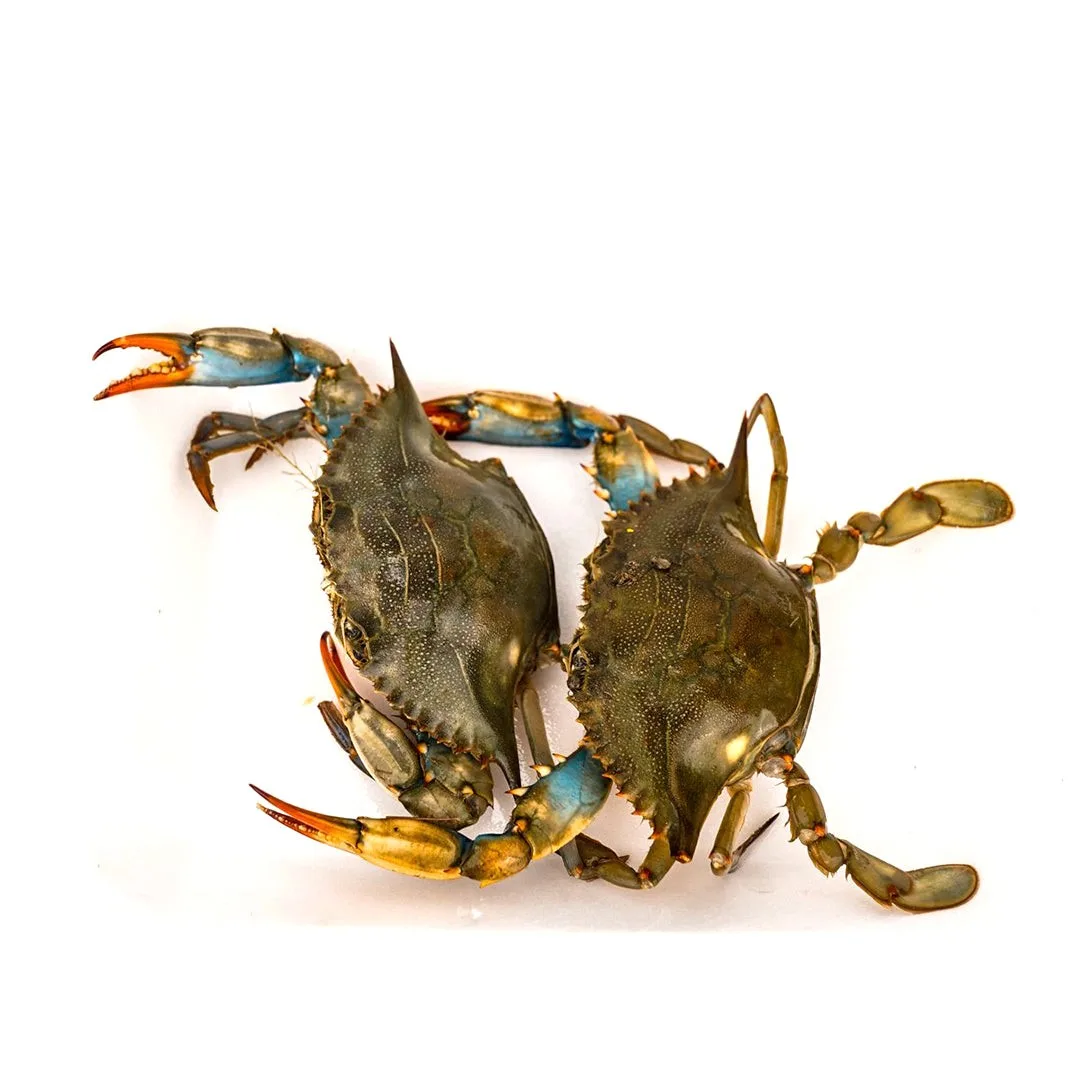 live-blue-crabs