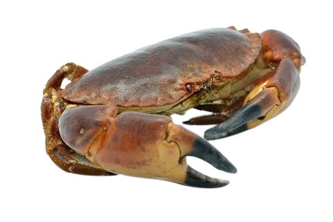 游水 石蟹