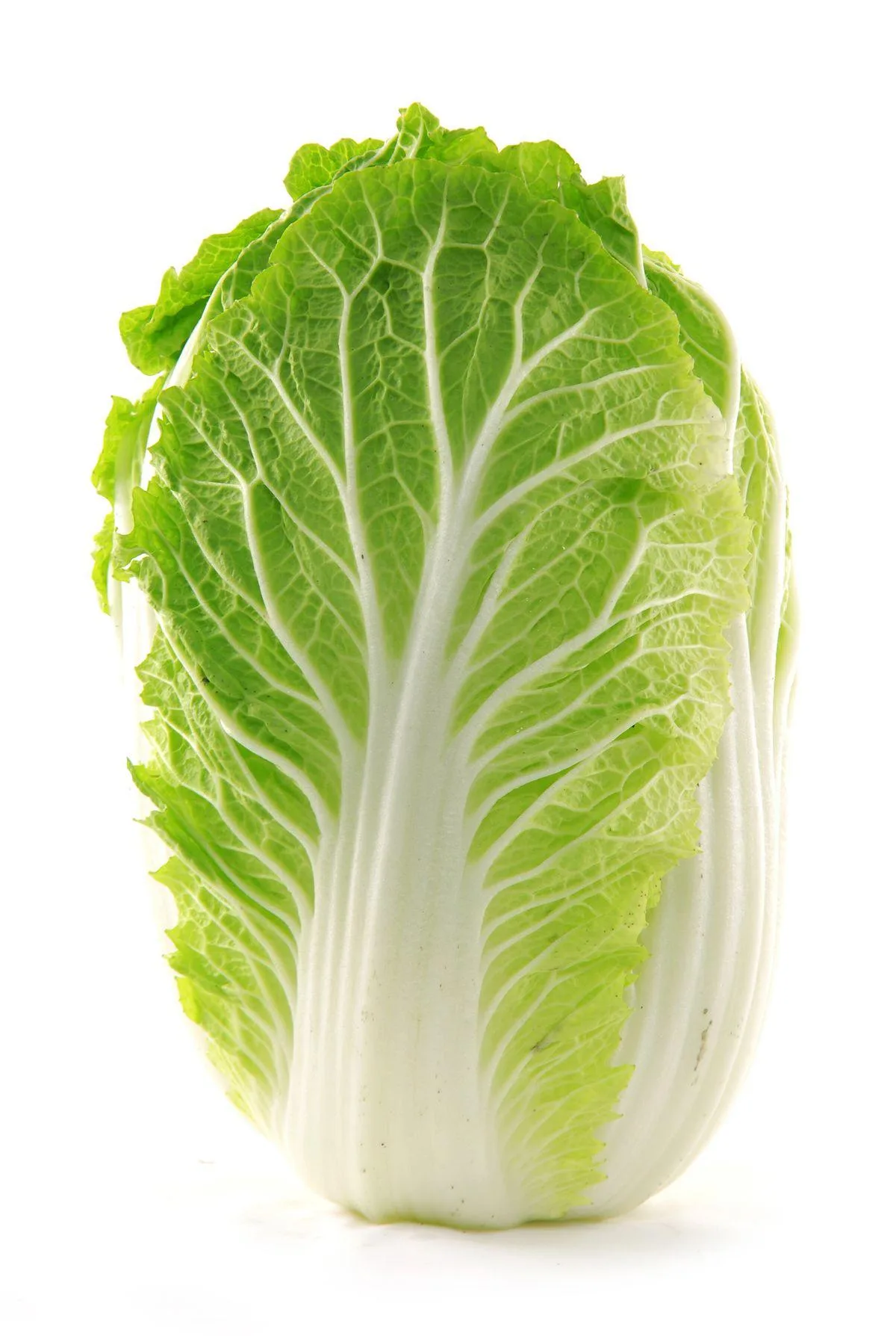 新鮮紹菜