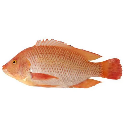 Live Golden Anchovyred Tilapia