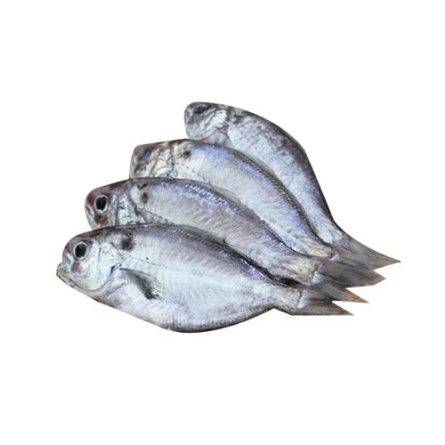 butter-fish