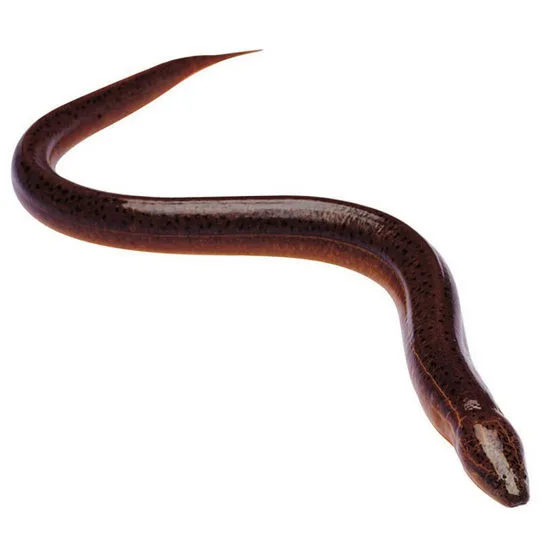 live-white-eelwhite-eel