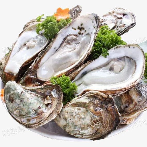 Fresh large Shelled Oysters (open Shell By Default)