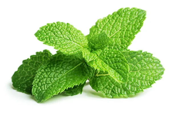 新鮮 薄荷/Mint [盒裝]