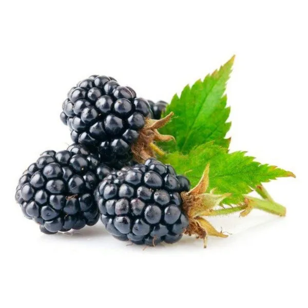 Fresh Blackberry Boxed